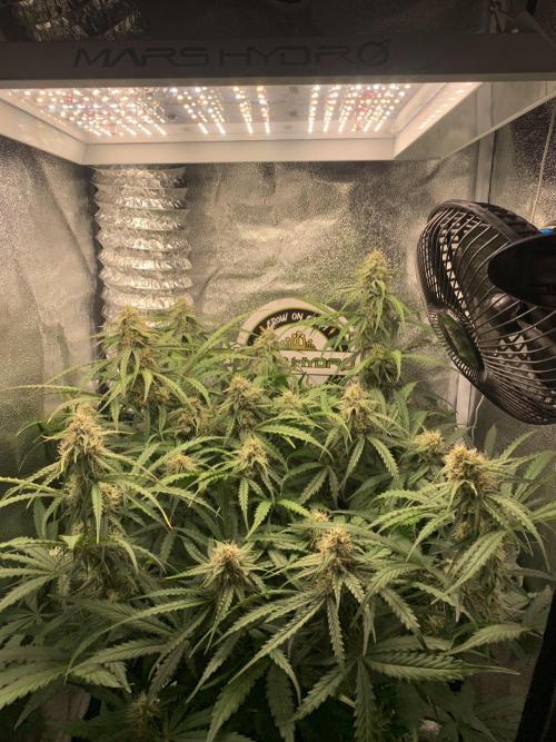 F1 Hyperion auto. Week 7