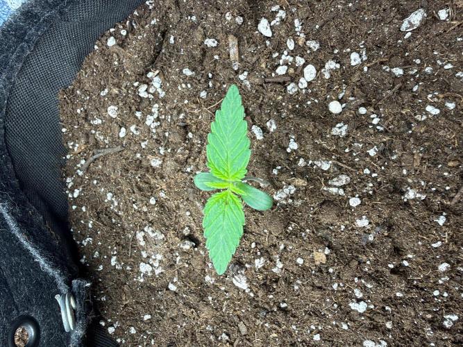 Atlas-RoyalJack. Week 0 - Healthy overall to me so for now I’d leave there and see if it recovers well and