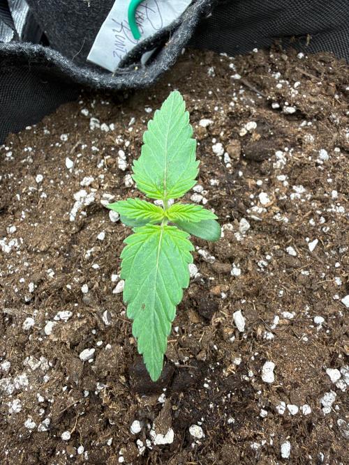 Atlas-RoyalJack. Week 0 - Day 5