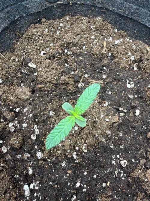Atlas-RoyalJack. Week 0 - And see if it recovers, or else I’d have germinated another seed, I think. 