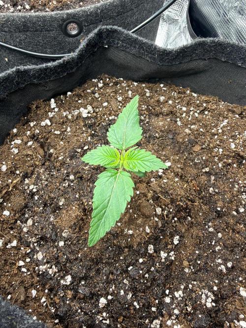 Atlas-RoyalJack. Week 1