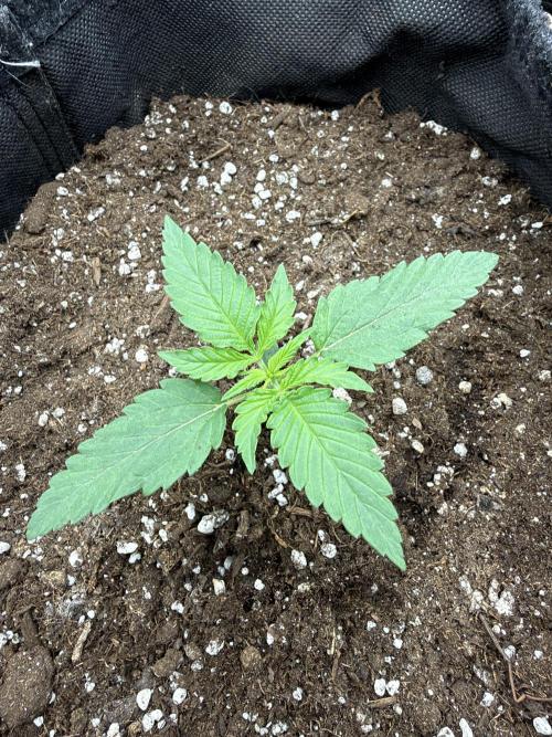 Atlas-RoyalJack. Week 1