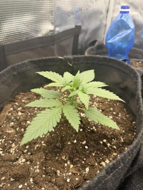 Atlas-RoyalJack. Week 1