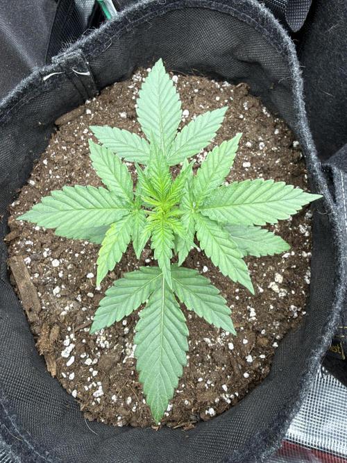 Atlas-RoyalJack. Week 2