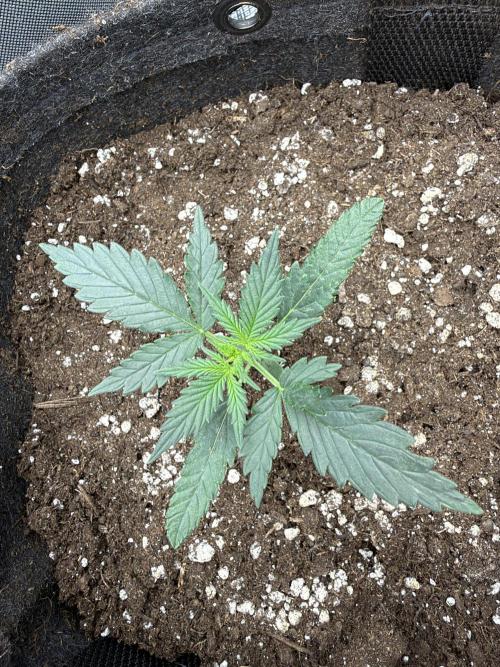 Atlas-RoyalJack. Week 2