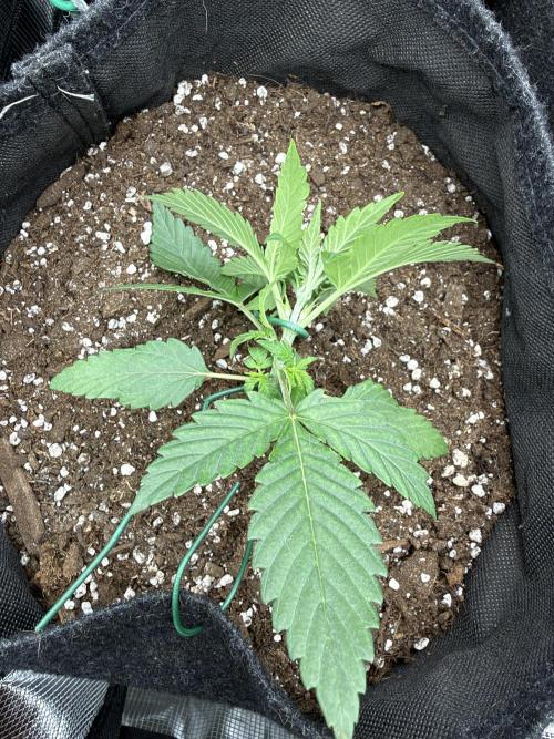 Atlas-RoyalJack. Week 2