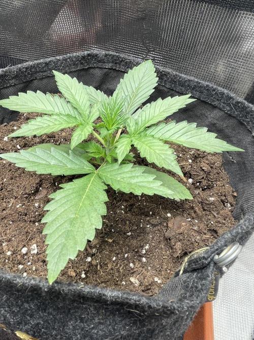 The Throwback. Week 1