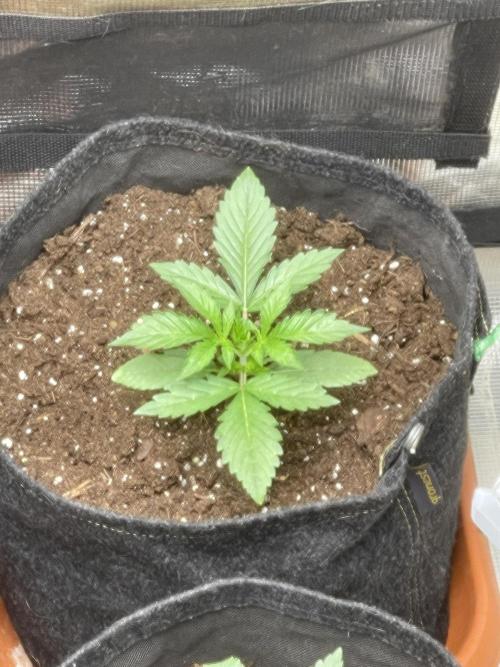 The Throwback. Week 1