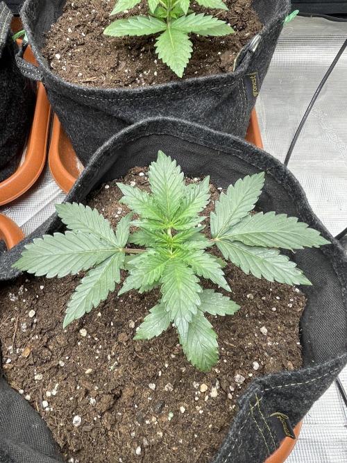 The Throwback. Week 1