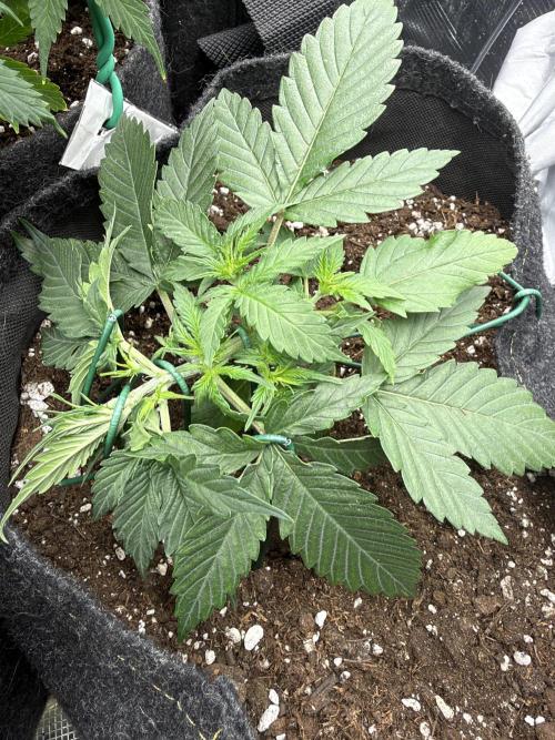 Atlas-RoyalJack. Week 2