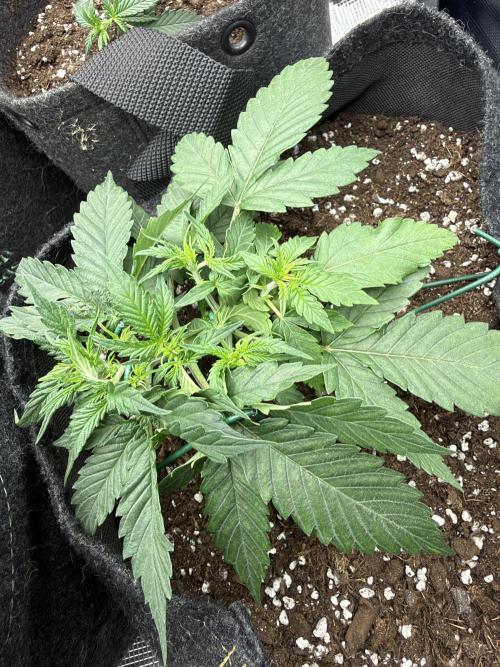 Atlas-RoyalJack. Week 2