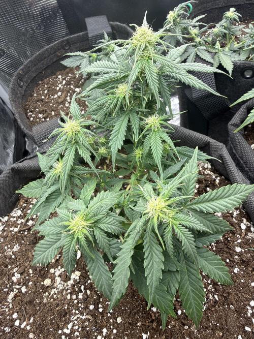 Atlas-RoyalJack. Week 4