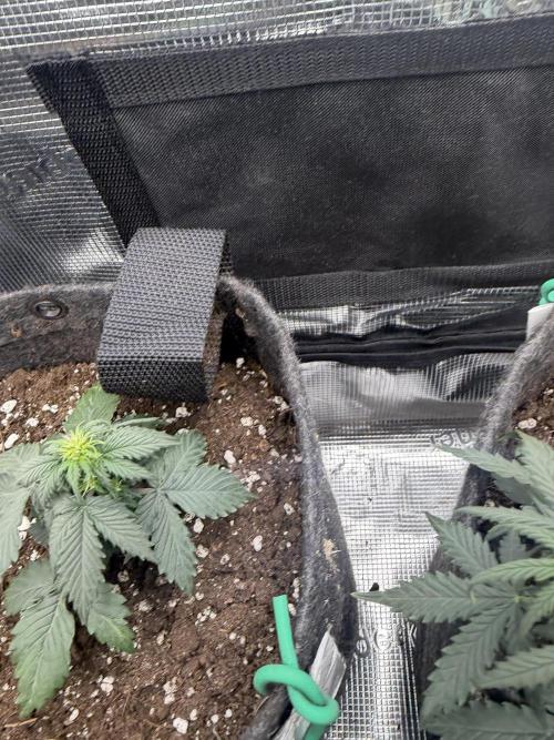 Atlas-RoyalJack. Week 4