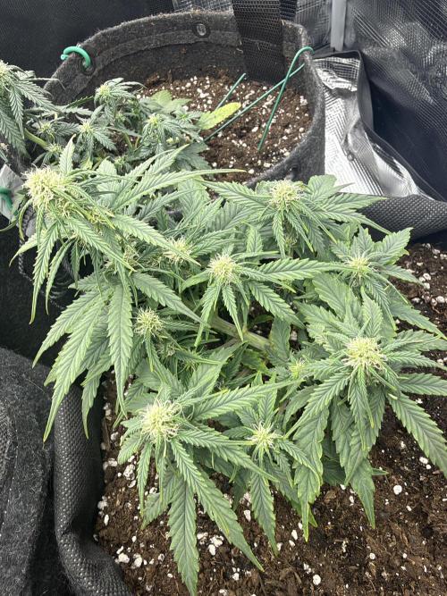 Atlas-RoyalJack. Week 4