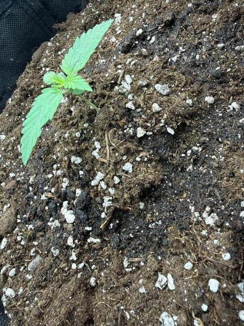 Atlas-RoyalJack. Week 1 - Day 7