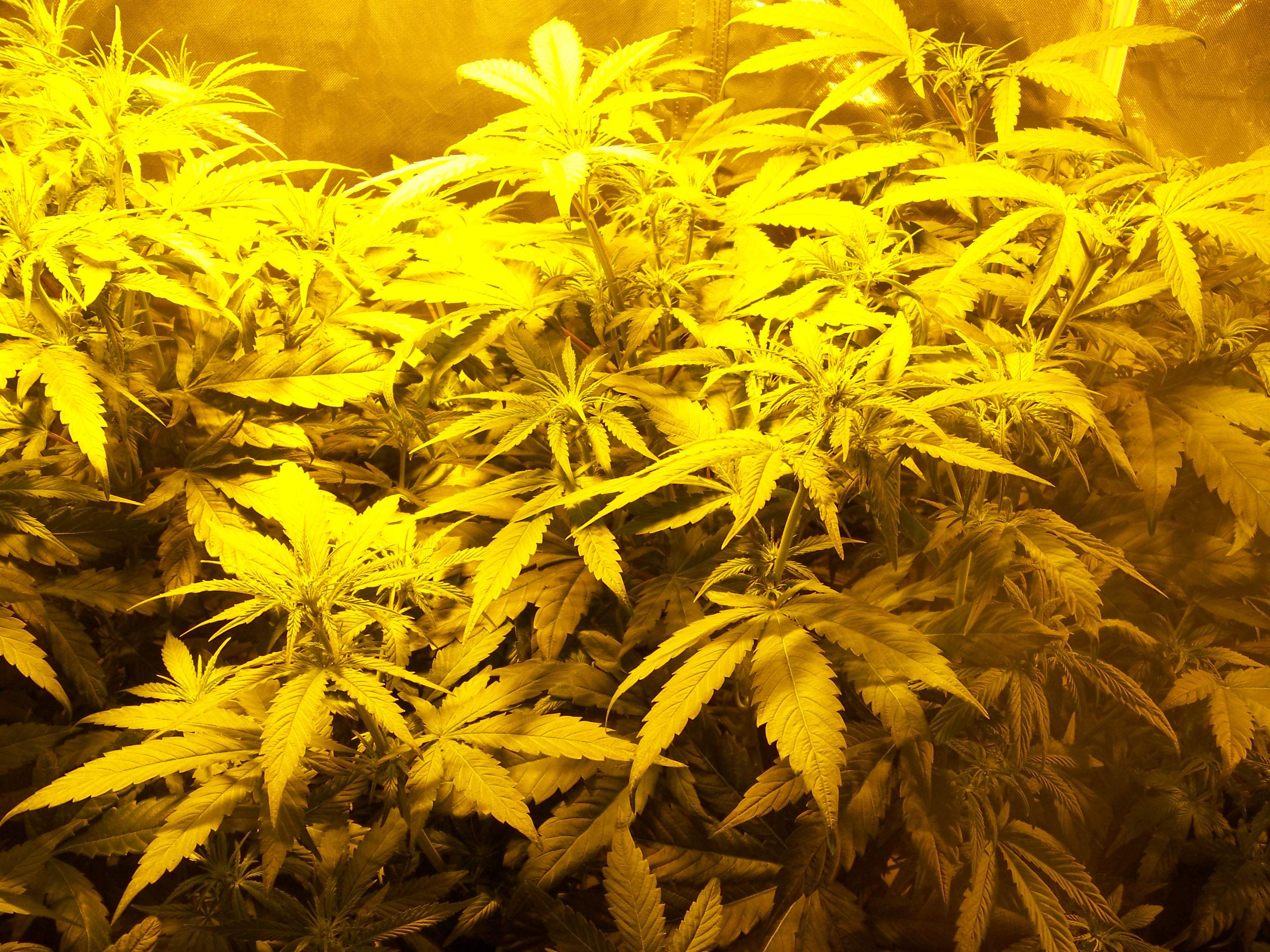 Pineapple Kush grow diary (journal) week7 by be4meliz GrowDiaries