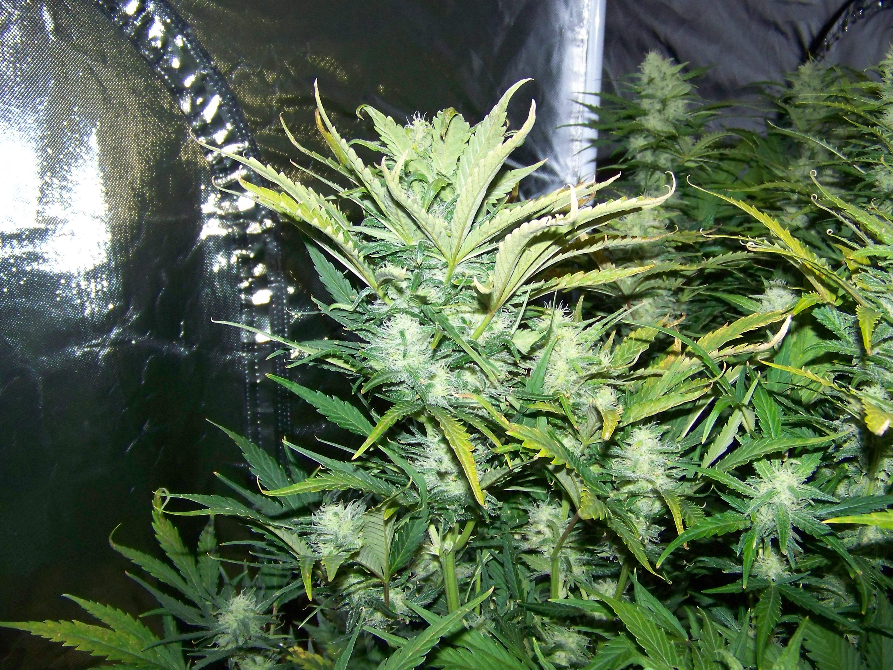 Seedsman White Widow Grow Diary journal Week8 By Be4meliz GrowDiaries
