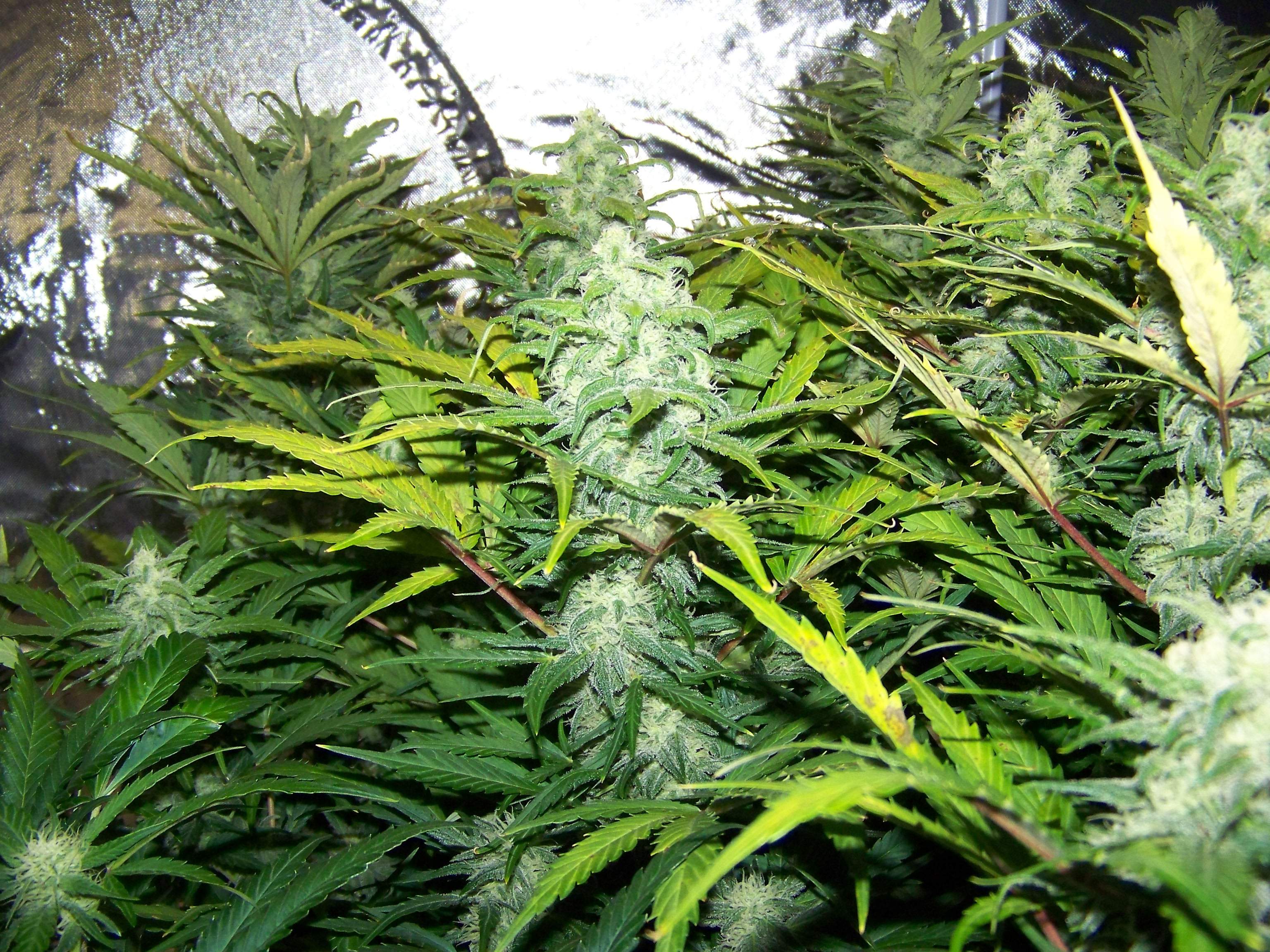 Seedsman White Widow Grow Diary journal Week8 By Be4meliz GrowDiaries