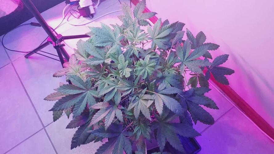 Youtube Grow Fastbuds 420