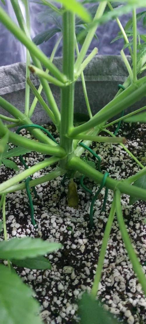 Youtube Grow Fastbuds 420