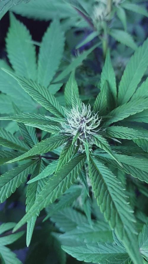 Youtube(Gone Wrong) Grow Fastbuds 420