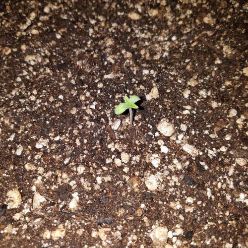 #GrowYourOwn. Week 1 - Day 2
