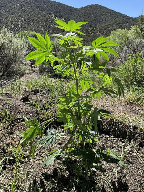 Gorilla Runtz Outdoor New Mexico 7000ft. Week 1 - Gorilla Runtz #1 put in the ground 5/24/26.