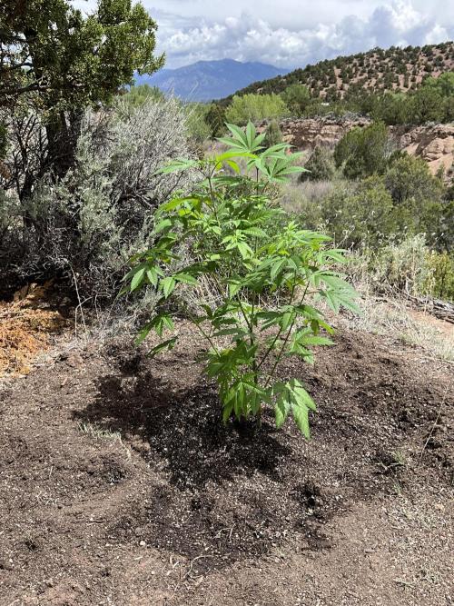 Gorilla Runtz Outdoor New Mexico 7000ft. Week 1 - Gorilla Runtz #2 in da ground 5/27/26. H69 L46 rain 35%.