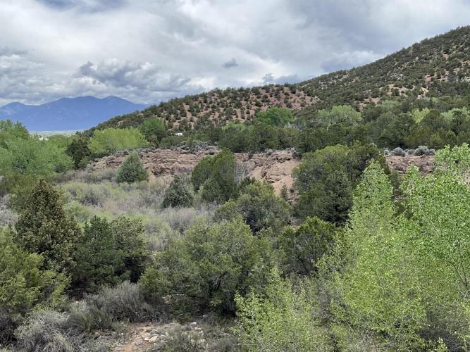 Gorilla Runtz Outdoor New Mexico 7000ft. Week 1