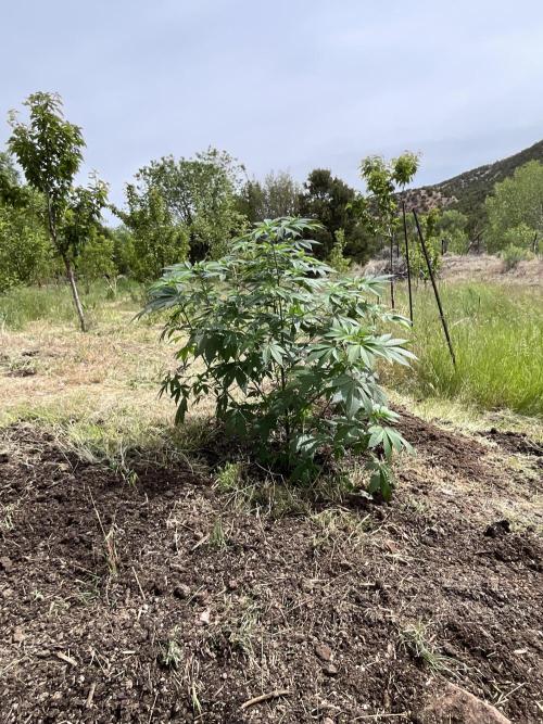 Pink Gorilla Outdoor New Mexico 7000 ft. Week 1 - Pink Gorilla #1. Grown indoors in 12 gal pot. In the ground 6/3/26.