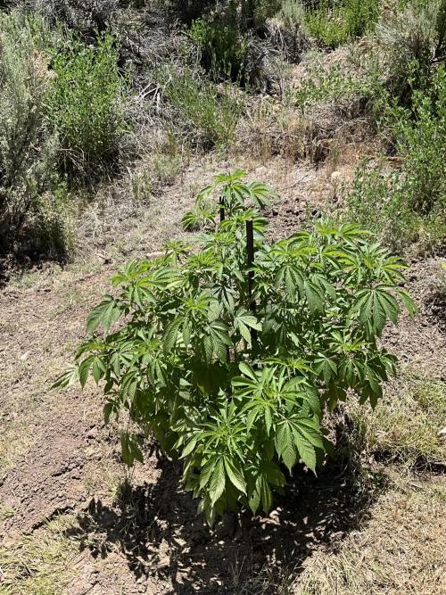 Pink Gorilla Outdoor New Mexico 7000 ft. Week 2 - #1 36” 6/9
