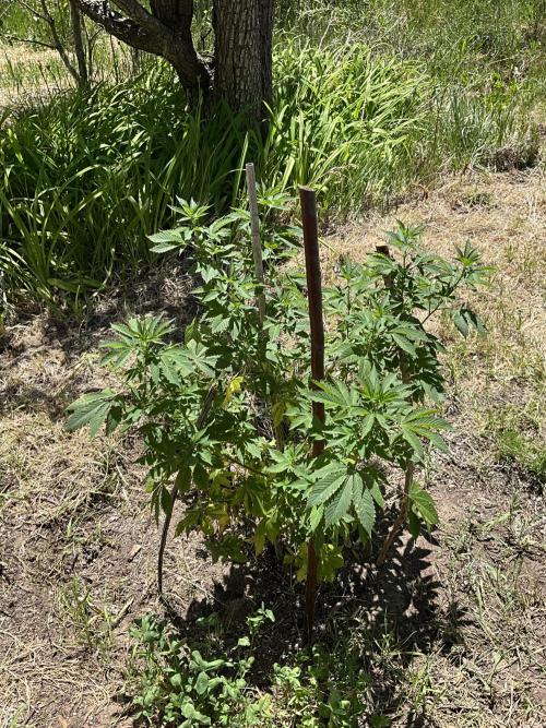 Pink Gorilla Outdoor New Mexico 7000 ft. Week 2 - #2 39” 6/9