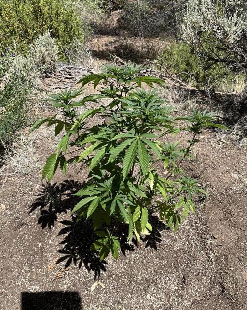 Gorilla Runtz Outdoor New Mexico 7000ft. Week 3