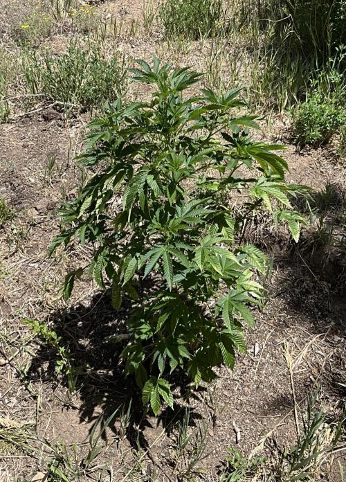 Gorilla Runtz Outdoor New Mexico 7000ft. Week 3
