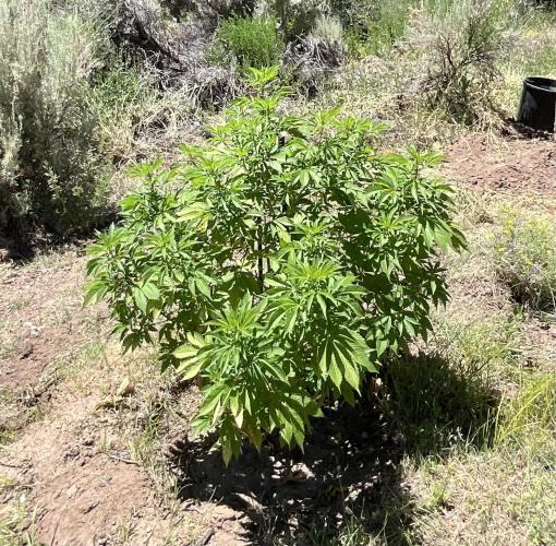 Pink Gorilla Outdoor New Mexico 7000 ft. Week 4 - #2 42”
