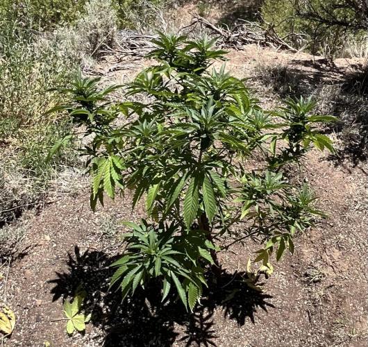 Gorilla Runtz Outdoor New Mexico 7000ft. Week 4 - #2 33” Premature bud formation.
