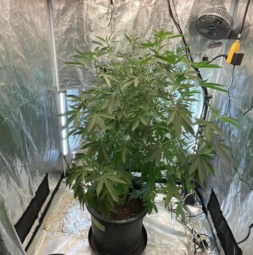 Gorilla Runtz Outdoor New Mexico 7000ft. Week 4 - #3 filling out the tent.
