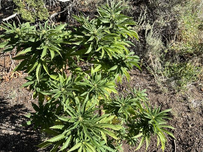 Gorilla Runtz Outdoor New Mexico 7000ft. Week 7