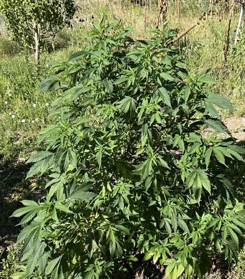 Gorilla Runtz Outdoor New Mexico 7000ft. Week 7