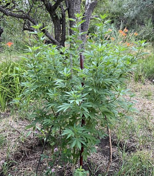 Pink Gorilla Outdoor New Mexico 7000 ft. Week 7