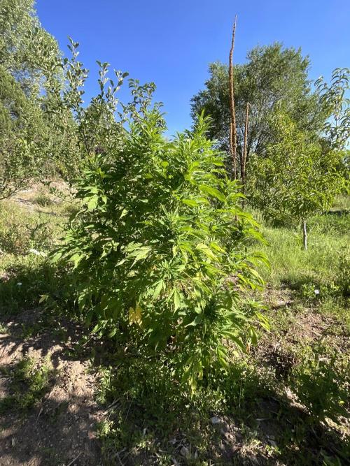 Gorilla Runtz Outdoor New Mexico 7000ft. Week 10 - #3 53”