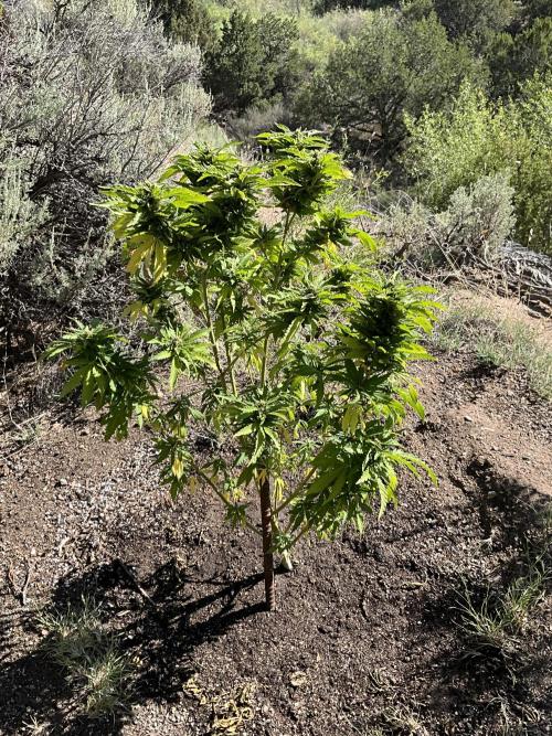 Gorilla Runtz. Week 10