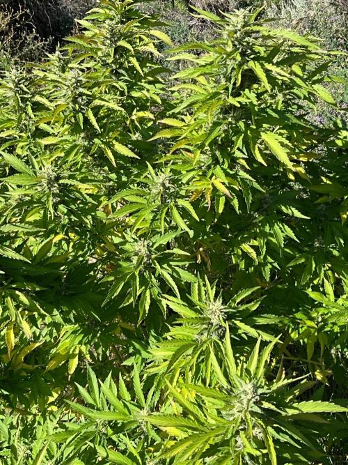 Pink Gorilla Outdoor New Mexico 7000 ft. Week 12