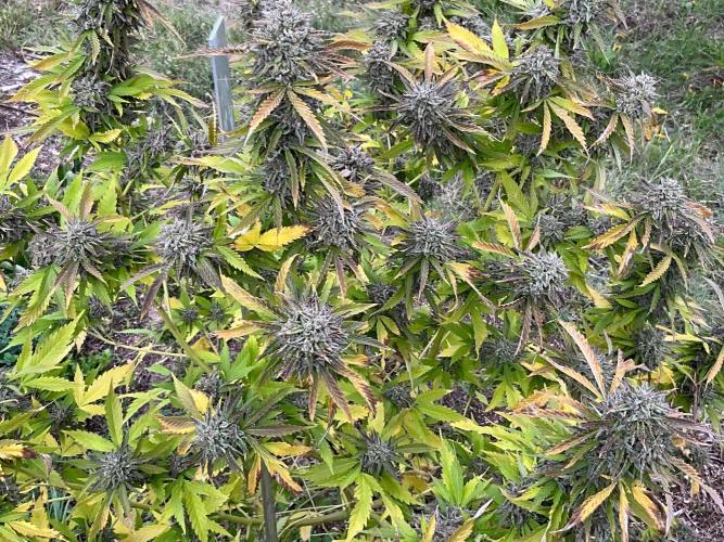 Gorilla Runtz Outdoor New Mexico 7000ft. Week 17