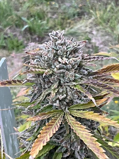 Gorilla Runtz Outdoor New Mexico 7000ft. Week 17