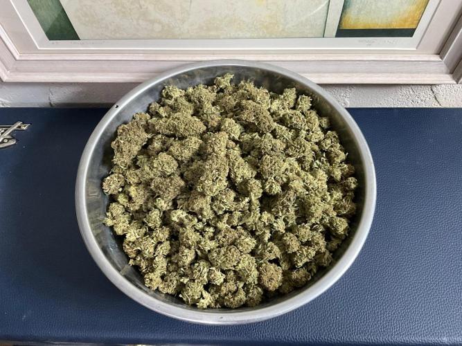 Gorilla Runtz. Week 19
