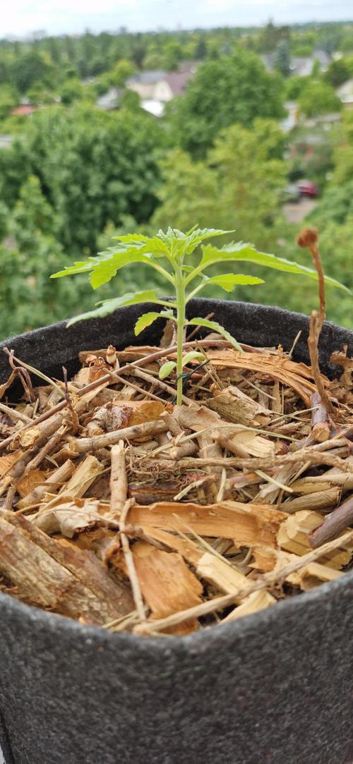 Strawberry Kush Outdoor 26. Week 3 - 30.05 #2