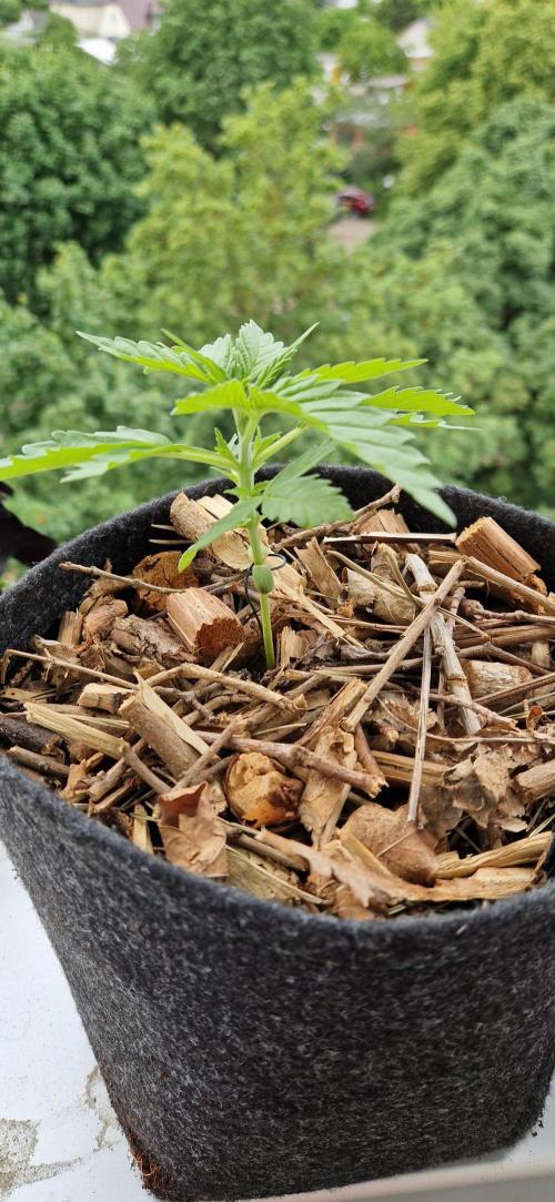 Strawberry Kush Outdoor 26. Week 3 - 31.05 #1