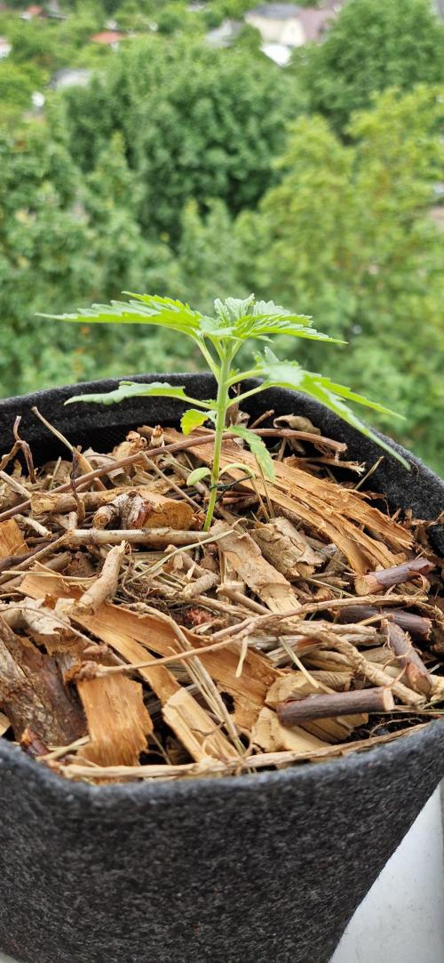 Strawberry Kush Outdoor 26. Week 3 - 31.05#2