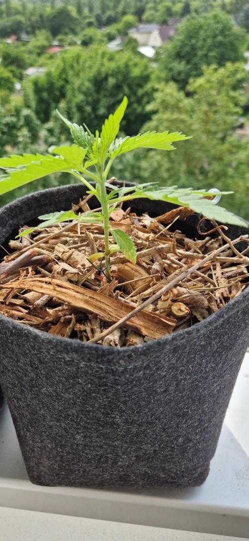 Strawberry Kush Outdoor 26. Week 4 - D23 Pheno 3